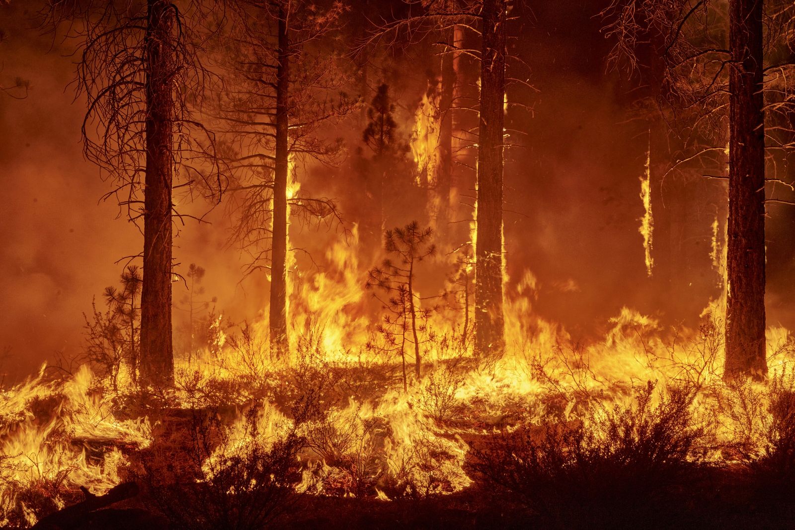 Cómo prevenir incendios forestales